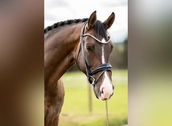German Sport Horse, Gelding, 6 years, 17 hh, Bay-Dark