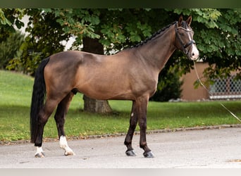 German Sport Horse, Gelding, 6 years, 17 hh, Bay-Dark