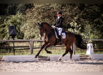 German Sport Horse, Gelding, 6 years, 17 hh, Bay-Dark