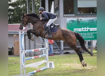 German Sport Horse, Gelding, 6 years, 17 hh, Bay-Dark