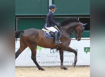 German Sport Horse, Gelding, 6 years, 17 hh, Bay-Dark