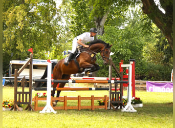 German Sport Horse, Gelding, 6 years, 17 hh, Bay-Dark
