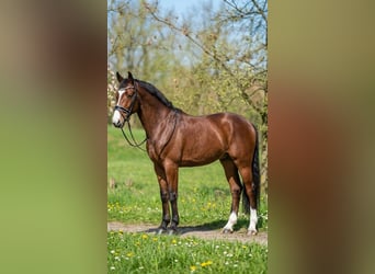 German Sport Horse, Gelding, 6 years, 17 hh, Bay