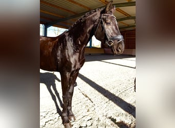 German Sport Horse, Gelding, 6 years, 17 hh, Black