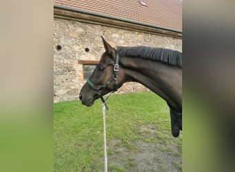German Sport Horse, Gelding, 6 years, 17 hh, Black