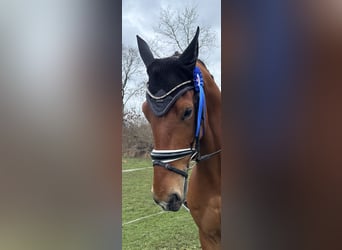 German Sport Horse, Gelding, 6 years, 17 hh, Brown