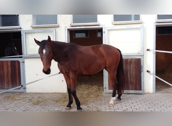 German Sport Horse, Gelding, 6 years, 17 hh, Brown