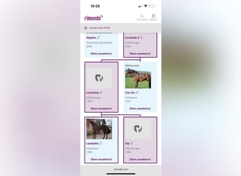 German Sport Horse, Gelding, 6 years, 17 hh, Brown