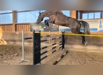 German Sport Horse, Gelding, 6 years, 17 hh, Can be white