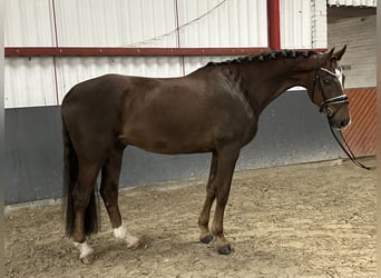 German Sport Horse, Gelding, 6 years, 17 hh, Chestnut