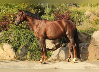German Sport Horse, Gelding, 6 years, 17 hh, Chestnut