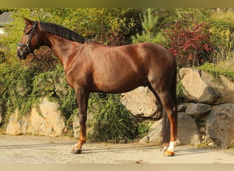 German Sport Horse, Gelding, 6 years, 17 hh, Chestnut