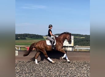 German Sport Horse, Gelding, 6 years, 17 hh, Chestnut-Red