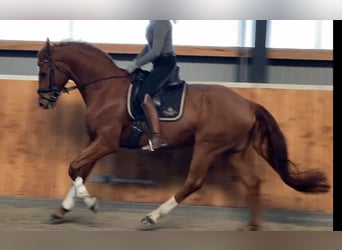 German Sport Horse, Gelding, 6 years, 17 hh, Chestnut-Red