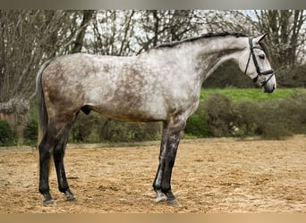 German Sport Horse, Gelding, 6 years, 17 hh, Grey
