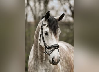 German Sport Horse, Gelding, 6 years, 17 hh, Grey