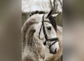 German Sport Horse, Gelding, 6 years, 17 hh, Grey