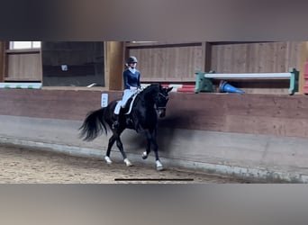 German Sport Horse, Gelding, 6 years, 17 hh, Smoky-Black