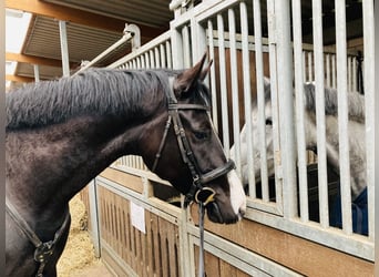 German Sport Horse, Gelding, 6 years, 17 hh, Smoky-Black