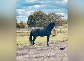 German Sport Horse, Gelding, 6 years, 17 hh, Smoky-Black