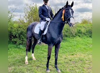 German Sport Horse, Gelding, 6 years, 17 hh, Smoky-Black