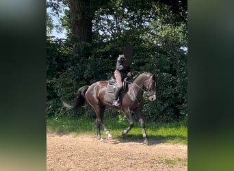 German Sport Horse, Gelding, 6 years, 17 hh, Smoky-Black
