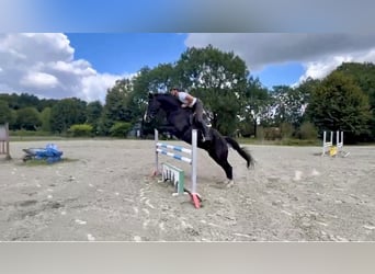 German Sport Horse, Gelding, 6 years, 17 hh, Smoky-Black