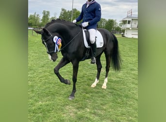German Sport Horse, Gelding, 6 years, 17 hh, Smoky-Black