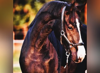 German Sport Horse, Gelding, 6 years, 17 hh, Smoky-Black