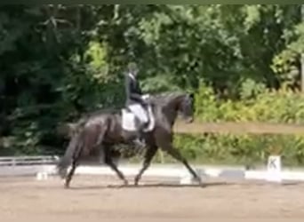 German Sport Horse, Gelding, 6 years, 17 hh, Smoky-Black