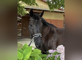 German Sport Horse, Gelding, 6 years, 17 hh, Smoky-Black