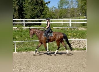 German Sport Horse, Gelding, 6 years, 18 hh, Brown