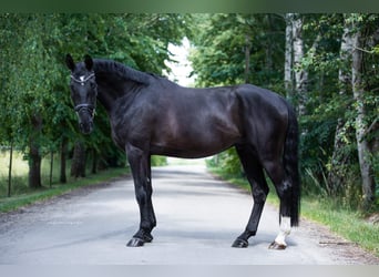 German Sport Horse, Gelding, 6 years, Black