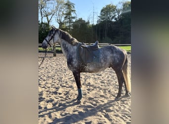German Sport Horse Mix, Gelding, 7 years, 14.2 hh, Grey-Dapple