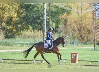 German Sport Horse, Gelding, 7 years, 15.2 hh, Brown