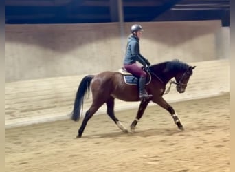 German Sport Horse, Gelding, 7 years, 15,2 hh, Brown