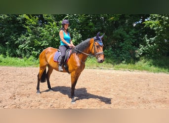 German Sport Horse, Gelding, 7 years, 16.1 hh, Brown