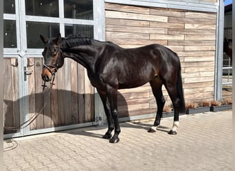 German Sport Horse, Gelding, 7 years, 16.1 hh, Brown