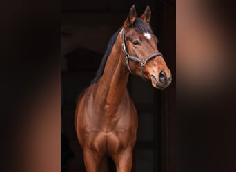 German Sport Horse, Gelding, 7 years, 16.1 hh, Brown