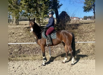 German Sport Horse, Gelding, 7 years, 16,1 hh, Brown