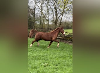 German Sport Horse, Gelding, 7 years, 16.1 hh, Chestnut-Red