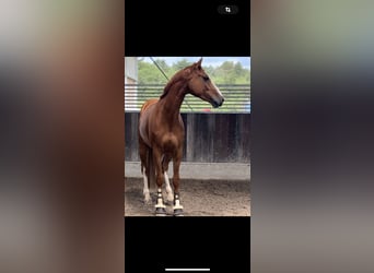 German Sport Horse, Gelding, 7 years, 16,1 hh, Chestnut-Red