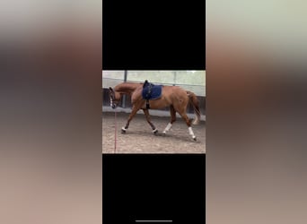 German Sport Horse, Gelding, 7 years, 16,1 hh, Chestnut-Red