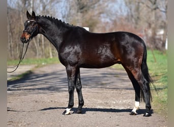 German Sport Horse, Gelding, 7 years, 16.2 hh, Bay-Dark