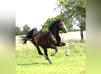 German Sport Horse, Gelding, 7 years, 16,2 hh, Bay-Dark