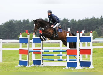 German Sport Horse, Gelding, 7 years, 16.2 hh, Bay-Dark