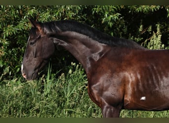 German Sport Horse, Gelding, 7 years, 16.2 hh, Black