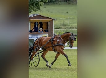 German Sport Horse, Gelding, 7 years, 16.2 hh, Brown