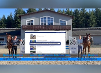 German Sport Horse, Gelding, 7 years, 16.2 hh, Brown