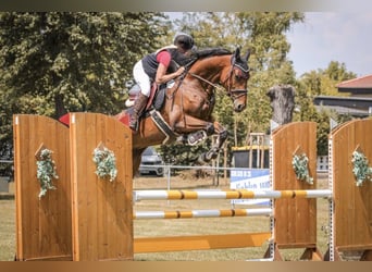 German Sport Horse, Gelding, 7 years, 16.2 hh, Brown